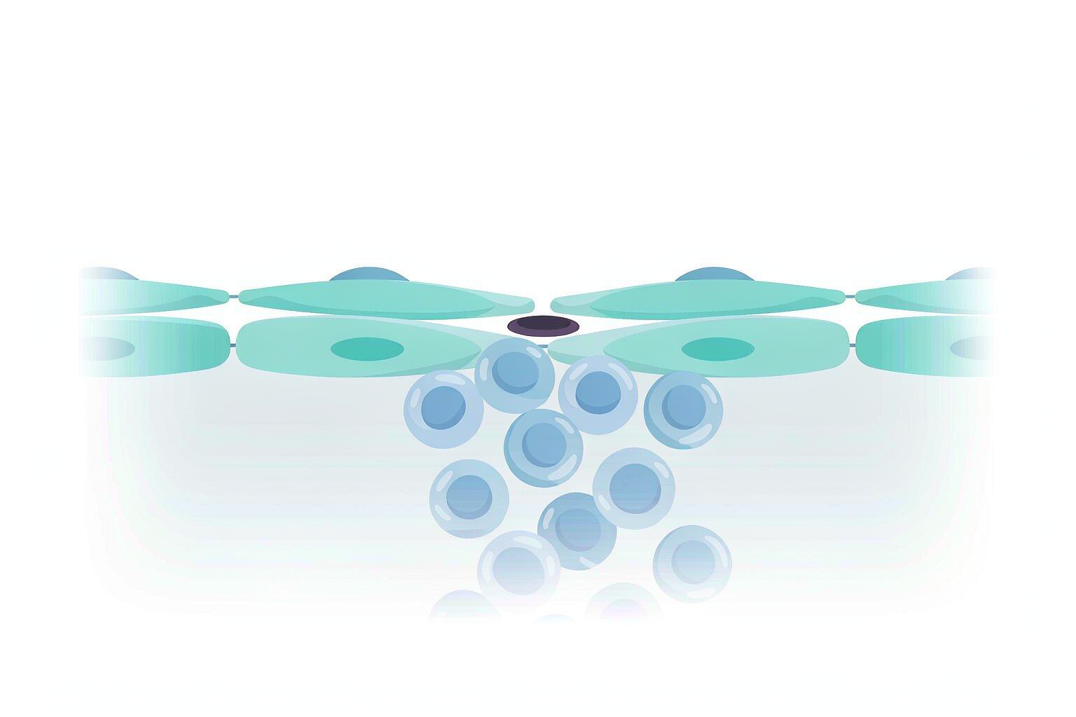 02_tcell.png